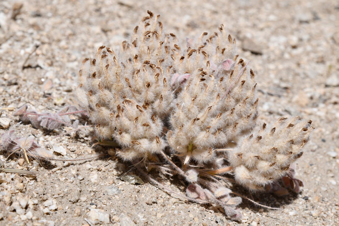 Изображение особи Astragalus breviscapus.