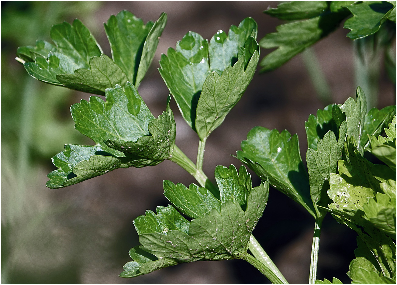 Изображение особи Apium graveolens.