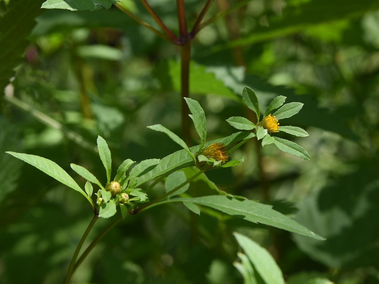 Изображение особи Bidens frondosa.