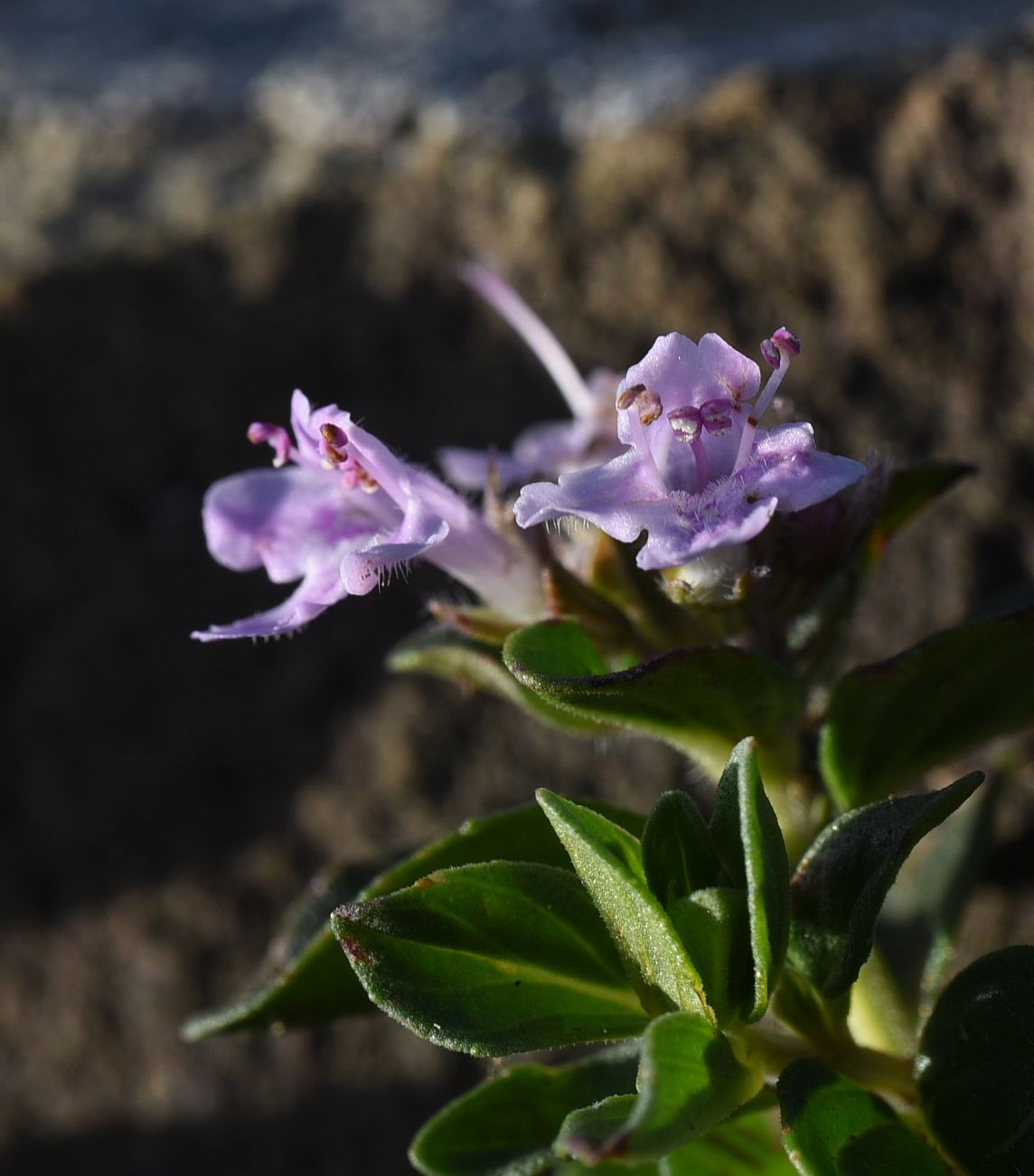 Image of genus Thymus specimen.