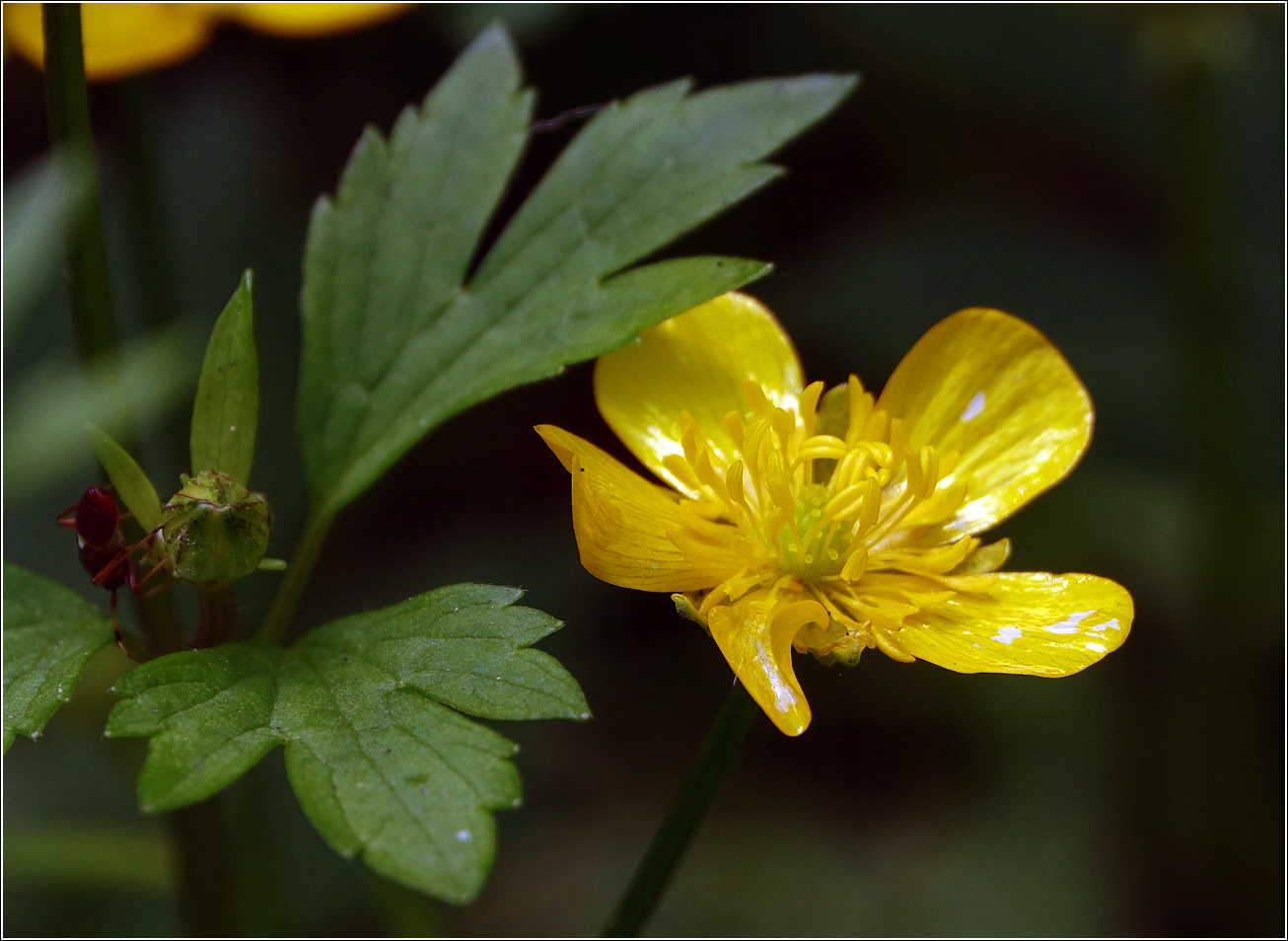 Изображение особи Ranunculus repens.