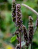 Betonica officinalis. Соплодие. Московская обл., Волоколамский гор. округ, долина р. Каменка, опушка смешанного леса. 17.08.2024.