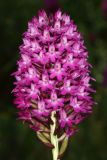 Anacamptis pyramidalis. Соцветие. Краснодарский край, м/о Новороссийск, Раевский с/о, окр. с. Сукко, окр. оз. Сукко, выс. 134 м н.у.м. 28.05.2024.