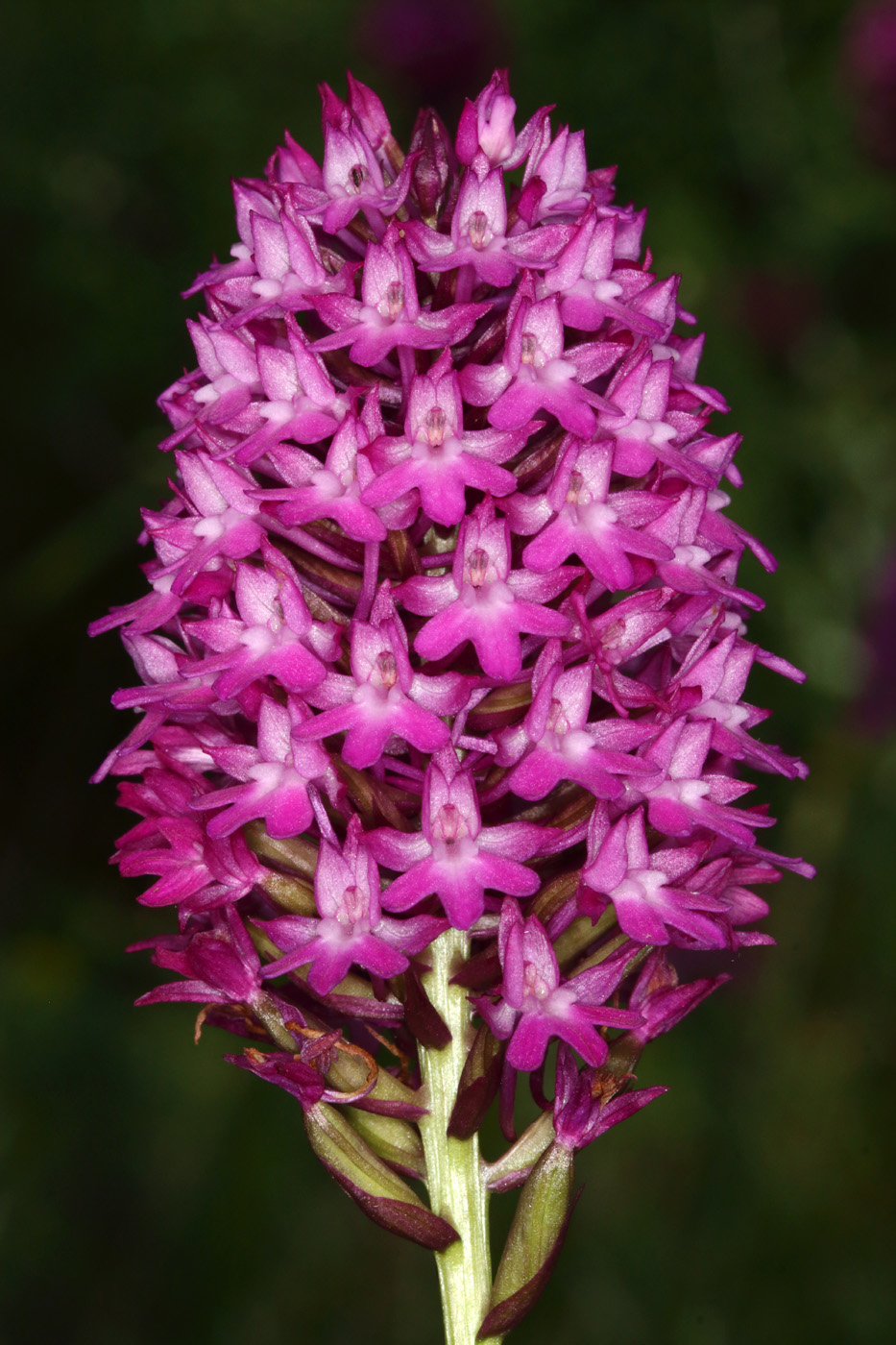 Image of Anacamptis pyramidalis specimen.