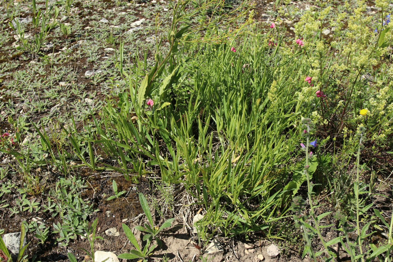 Изображение особи Lathyrus sylvestris.