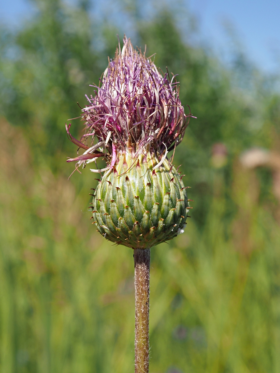 Изображение особи Cirsium canum.