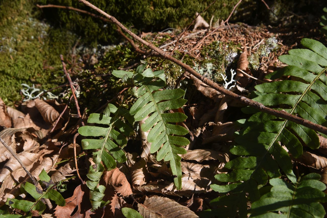 Изображение особи Polypodium vulgare.