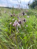 Allium oleraceum