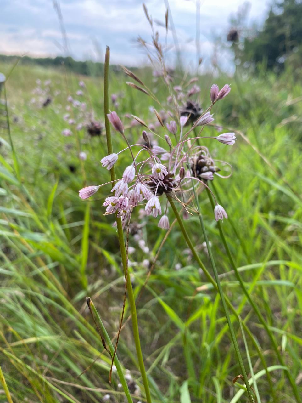 Изображение особи Allium oleraceum.