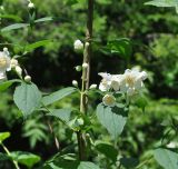 Philadelphus caucasicus