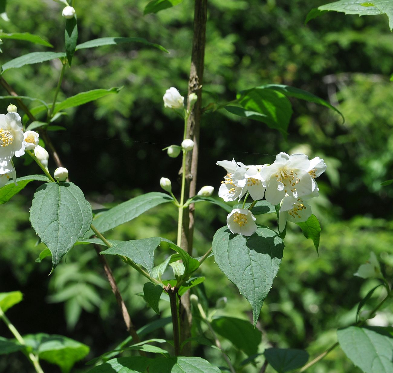 Изображение особи Philadelphus caucasicus.