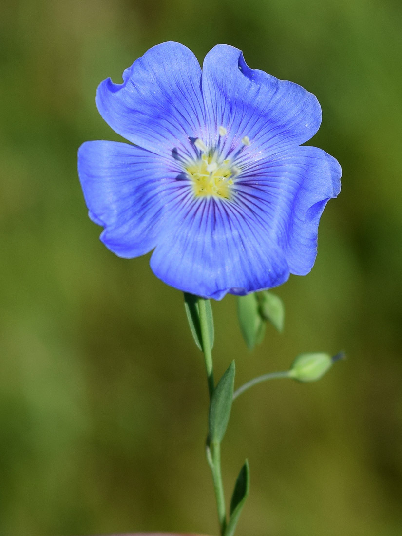 Изображение особи род Linum.