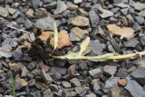 Erigeron uniflorus. Нижняя часть растения, извлечённого из субстрата. Чечня, Шаройский р-н, окр. ур. Хиндушты, каменистый склон. 3 июля 2024 г.