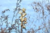 Aconitum coreanum. Сухое соплодие с раскрывшимися плодами-листовками. Приморский край, Уссурийский гор. округ, окр. с. Монакино, зарастающий сухой разнотравный луг на небольшой сопке. 21.10.2014.