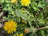 Смотреть изображение Taraxacum sinicum