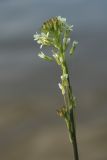 View full-size image Turritis glabra