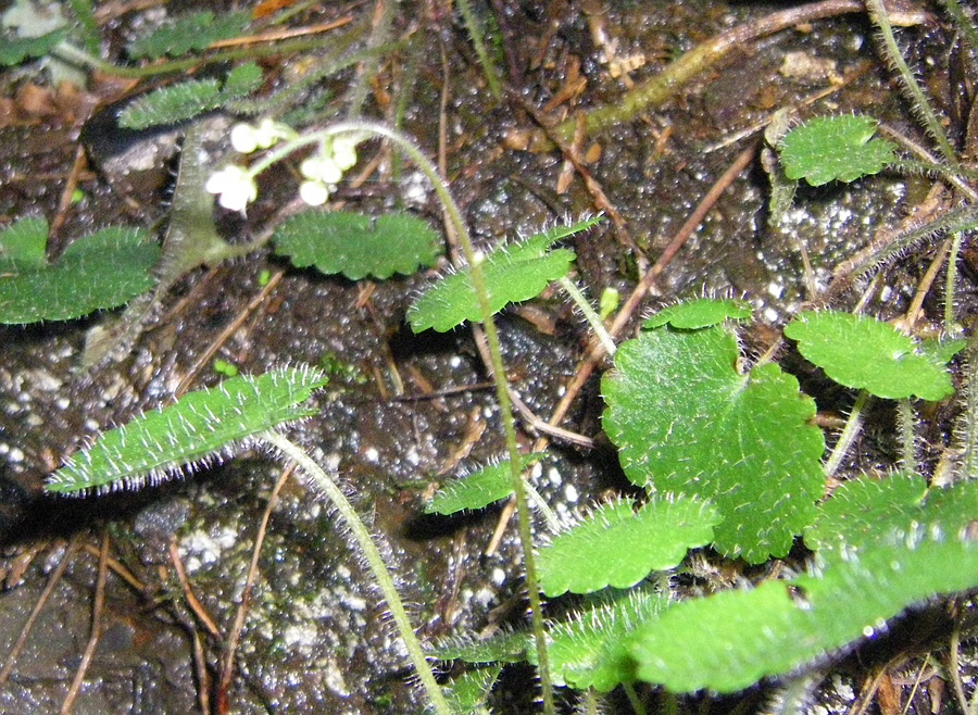 Image of Saxifraga hirsuta specimen.