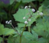 Смотреть изображение Sanicula europaea