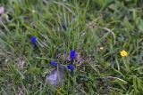 Смотреть изображение Gentiana pontica