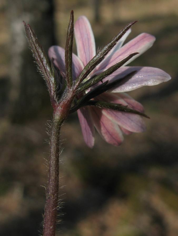 Изображение особи Anemone altaica.