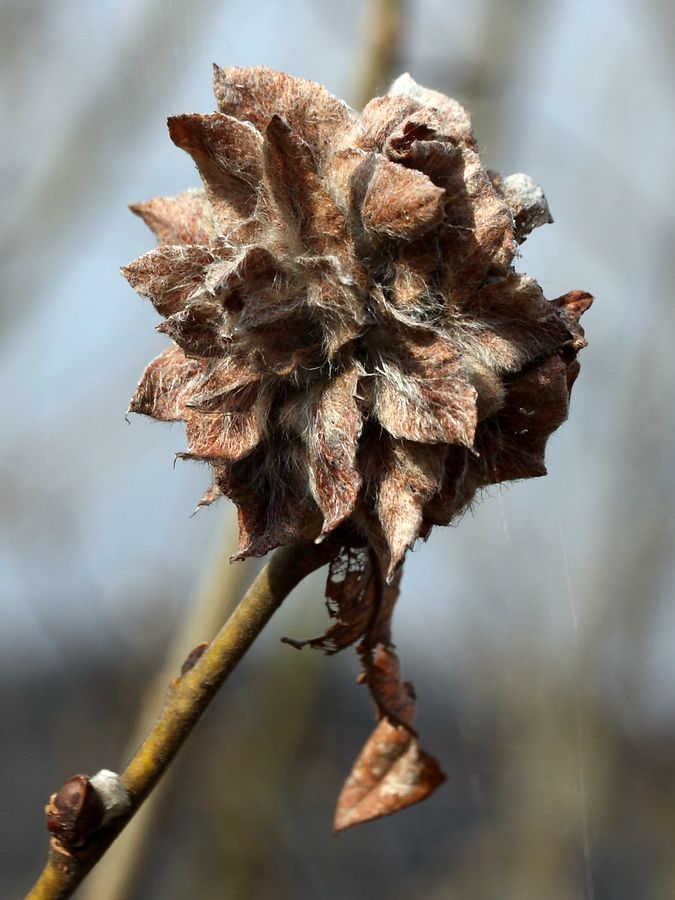 Image of Salix cinerea specimen.