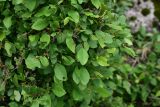 View full-size image Prunus cerasifera