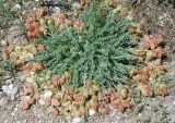 Astragalus suprapilosus. Плодоносящее растение. Южный Берег Крыма, гора Меганом. 07.05.2011.