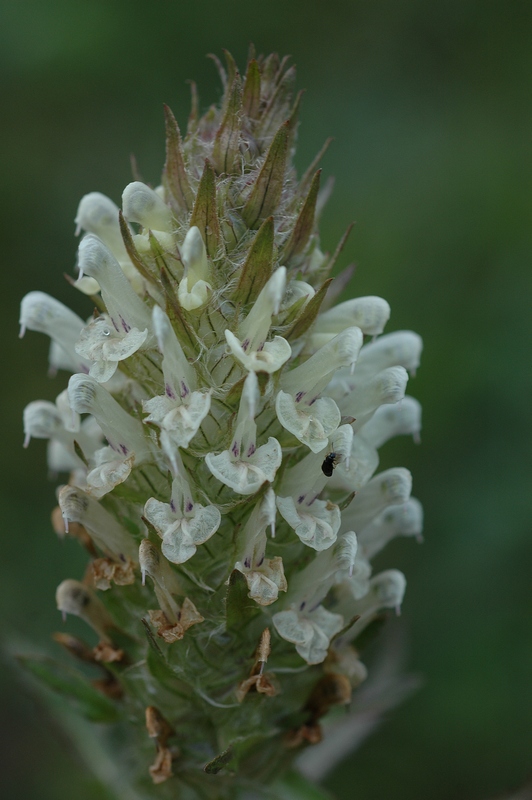 Image of Pedicularis olgae specimen.