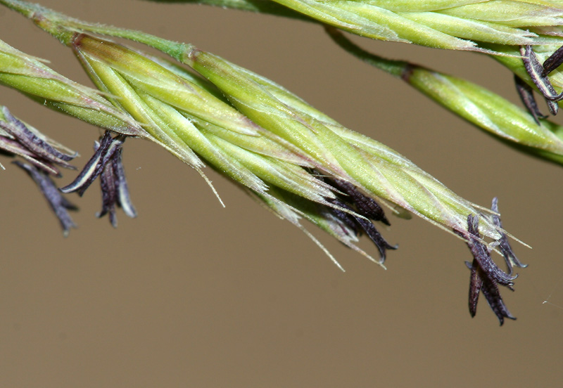 Image of Festuca polesica specimen.