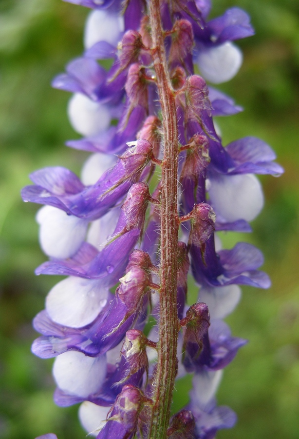 Изображение особи Vicia villosa.