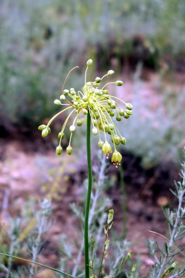 Image of Allium flavum specimen.