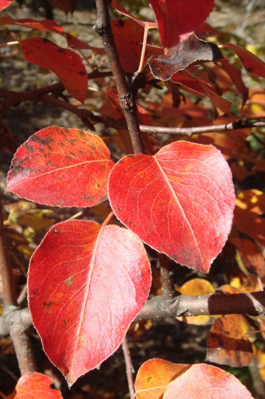 Image of Pyrus caucasica specimen.