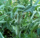 Cirsium vulgare