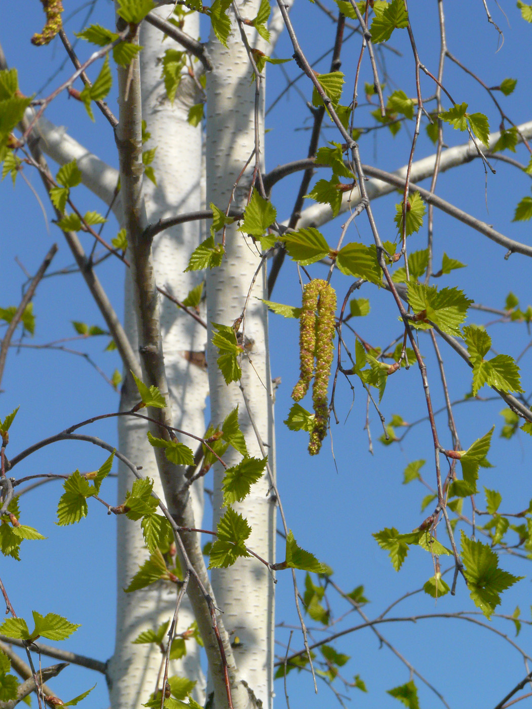 Image of Betula pendula specimen.