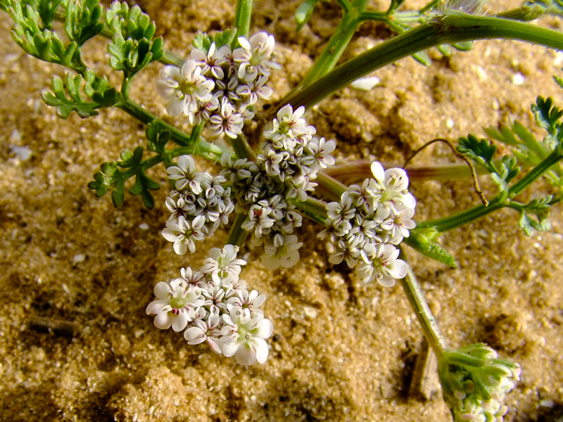 Изображение особи Pseudorlaya pumila.