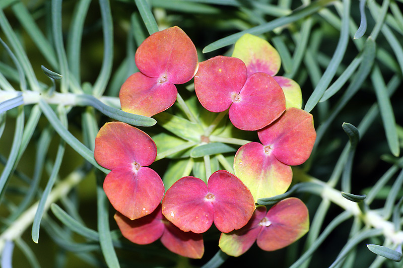 Image of Euphorbia cyparissias specimen.