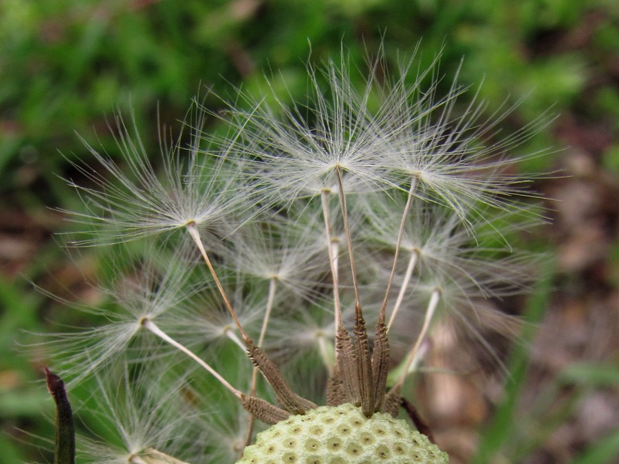 Изображение особи род Taraxacum.