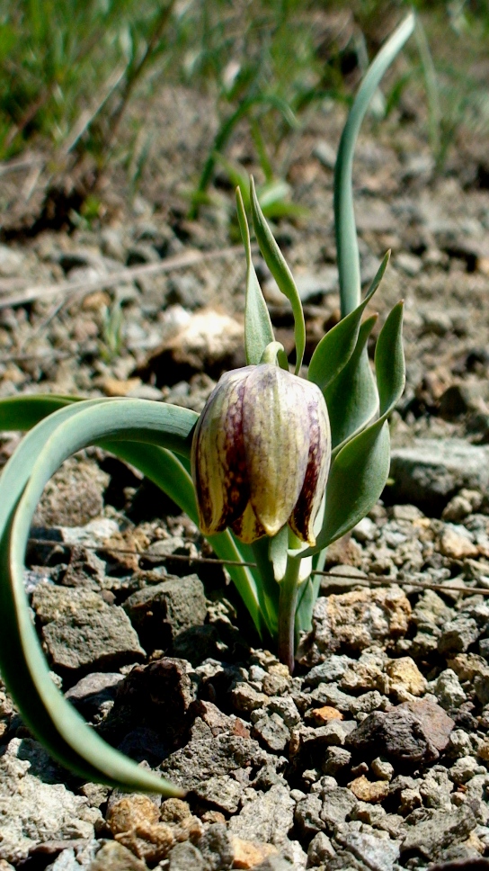 Image of Fritillaria kurdica specimen.