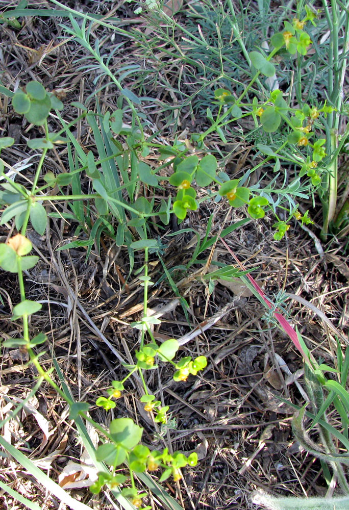 Image of genus Euphorbia specimen.