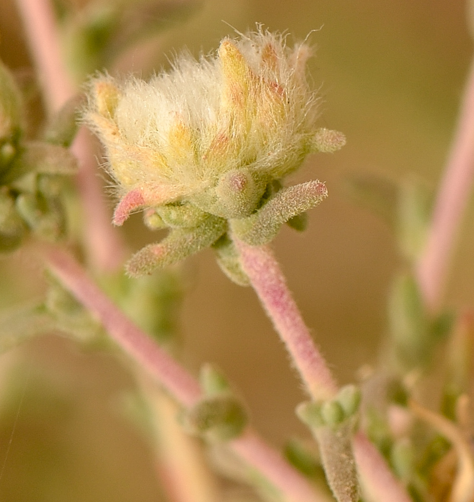 Image of Salsola cyclophylla specimen.