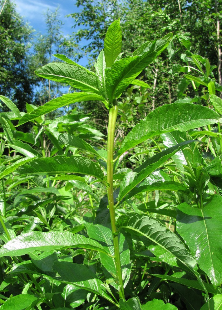 Image of Salix gmelinii specimen.