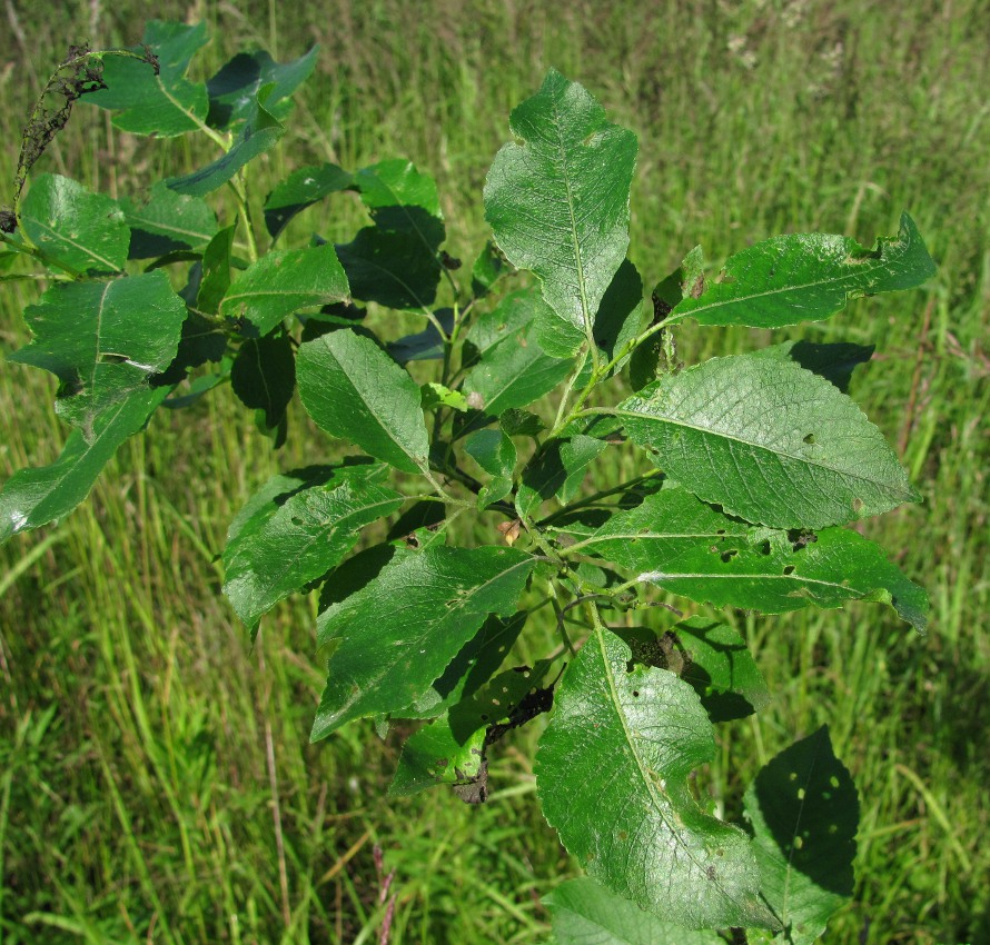 Image of Salix myrsinifolia specimen.