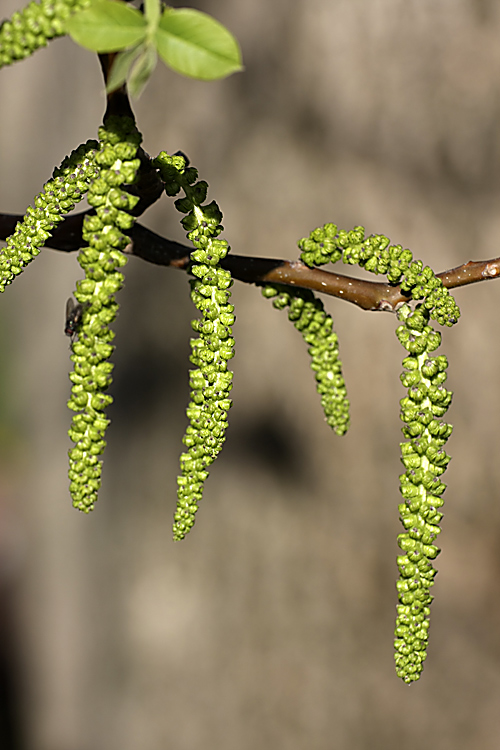 Изображение особи Juglans regia.