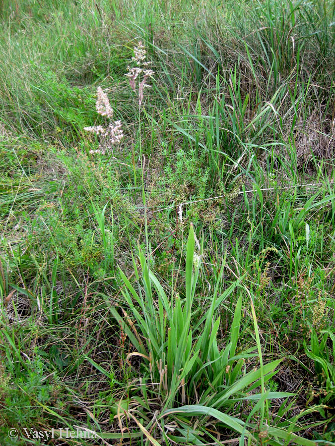 Image of Holcus lanatus specimen.