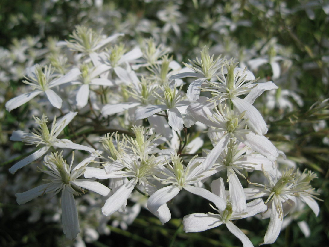 Изображение особи Clematis lathyrifolia.