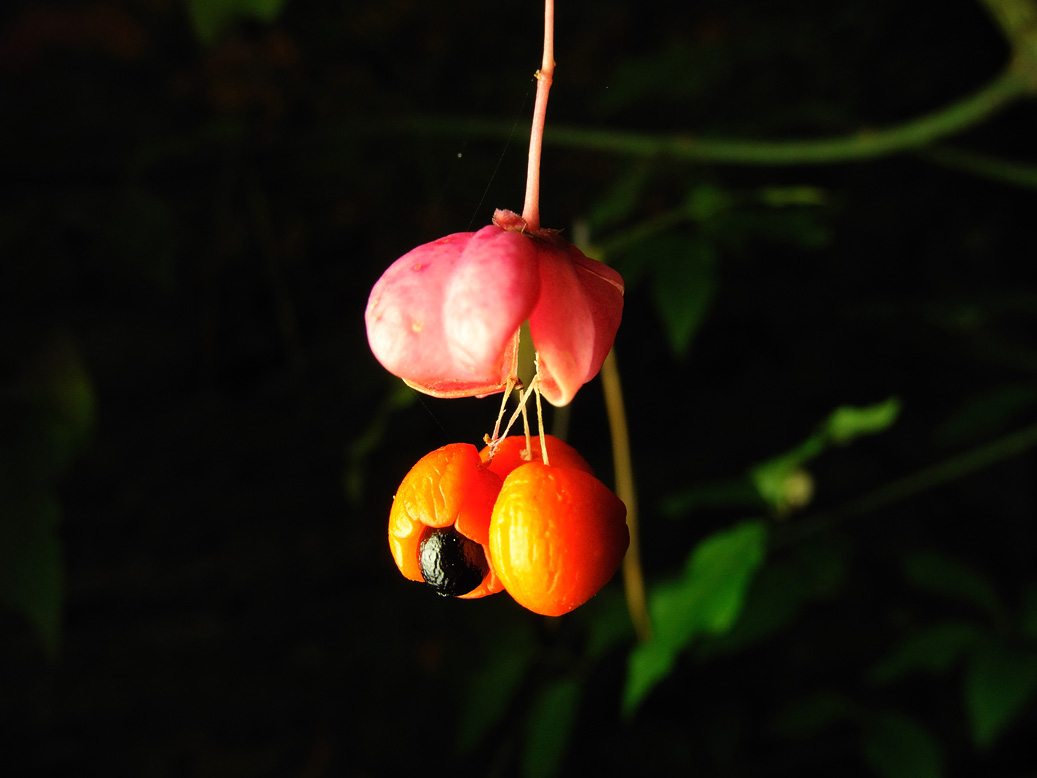 Изображение особи Euonymus verrucosus.