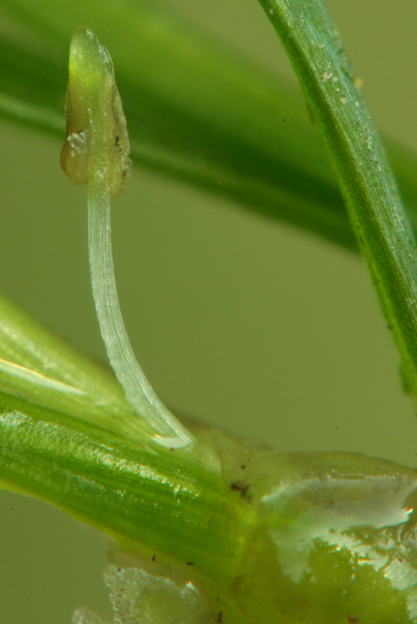 Image of Zannichellia pedunculata specimen.