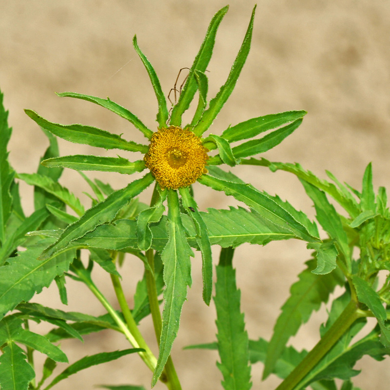 Image of Bidens radiata specimen.