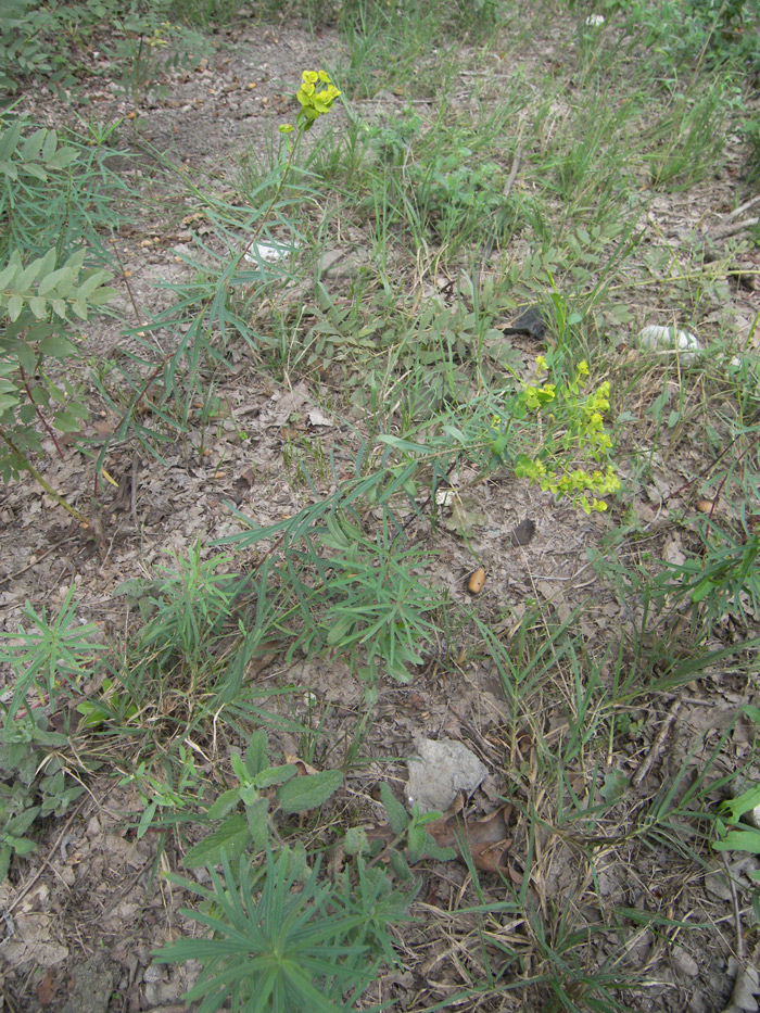 Image of Euphorbia boissieriana specimen.