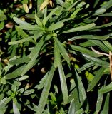 Iberis sempervirens. Побег. Германия, г. Krefeld, ботанический сад. 21.10.2012.